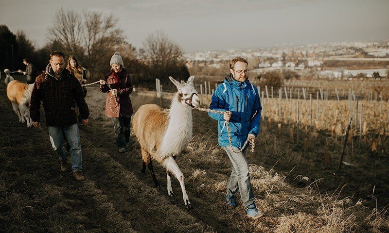 Die Alpaka und Lama Gefährten景点图片