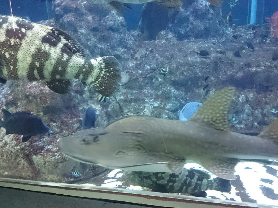 Kochi Prefectural Ashizuri Kaiyokan Aquarium-土佐清水市必去景点