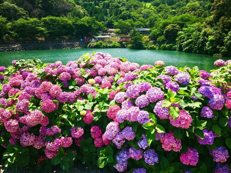 Katahara Tourist Association景点图片