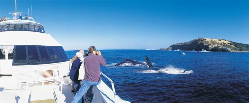 Tangalooma Wild Dolphin Feeding Program-天阁露玛必去景点