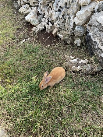 Melia Costa Rey主图