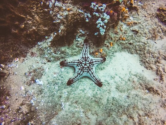 Gozo Azul Diving景点图片