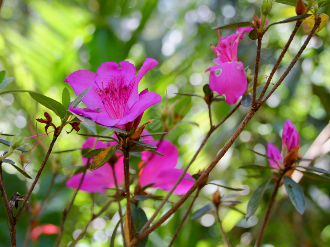 Green Land Spice Garden景点图片