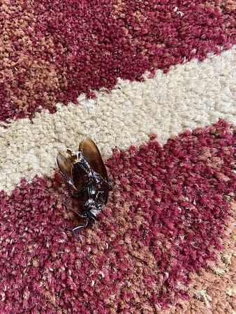 Best Western Gastonia主图