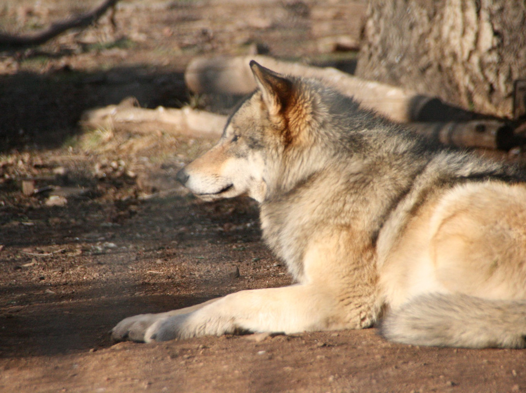 California Wolf Center景点图片