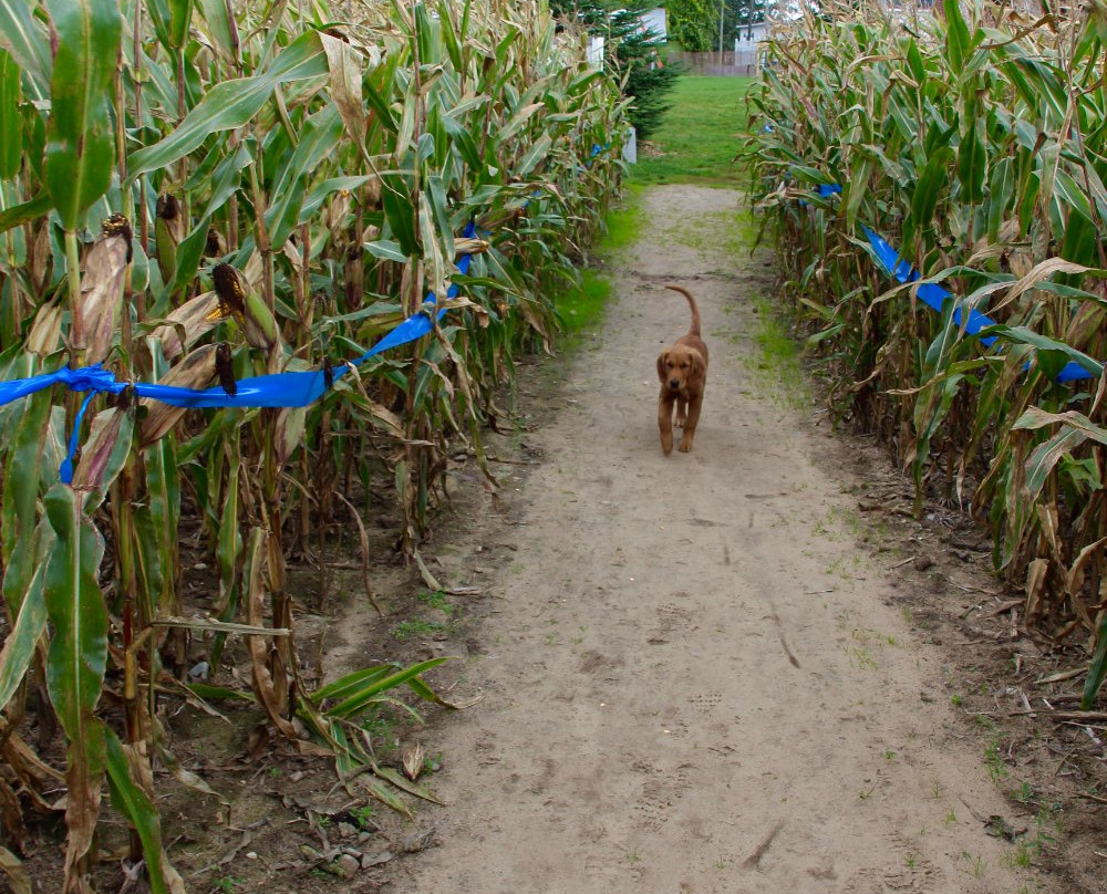 Jacob's Corn Maze景点图片
