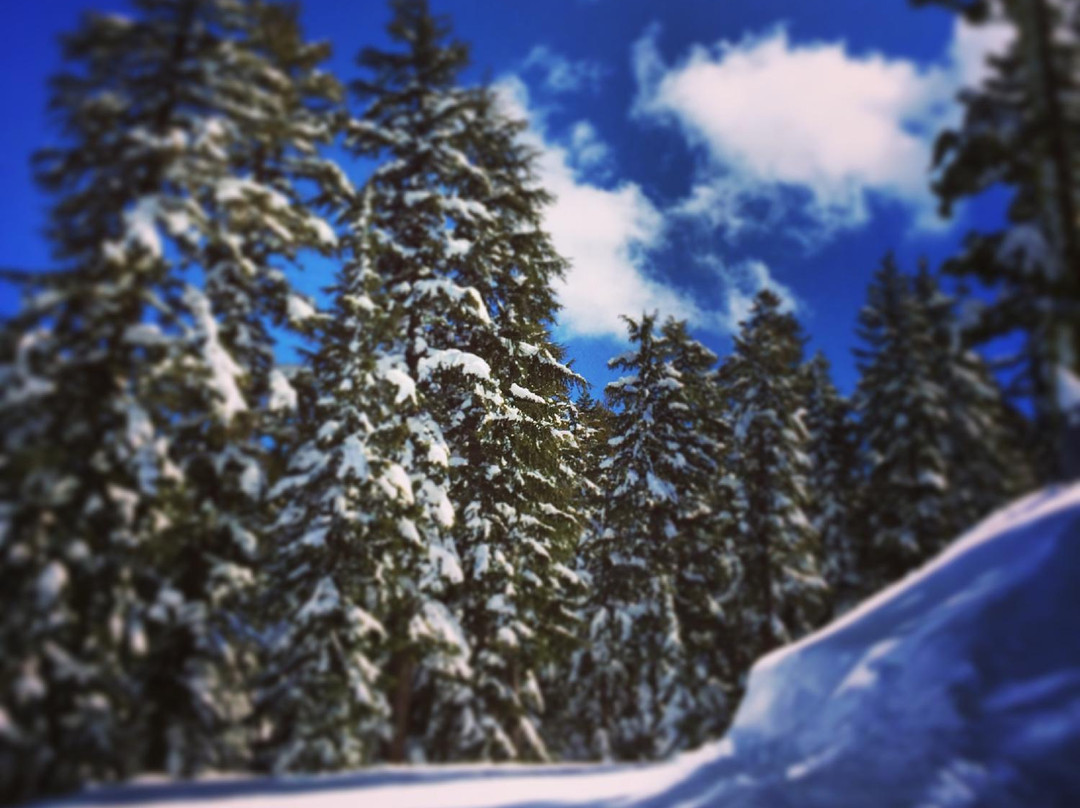 Bay Area Ski Bus-康科德必去景点