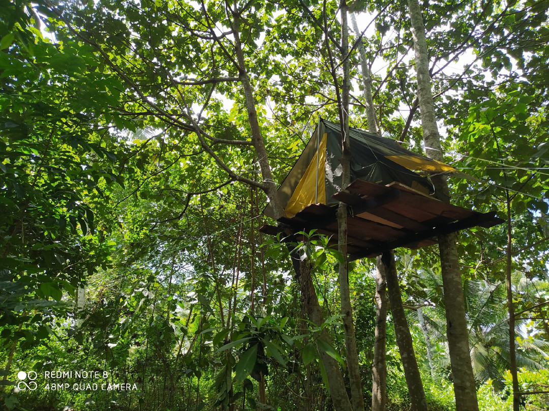 Tree Hill Campsite