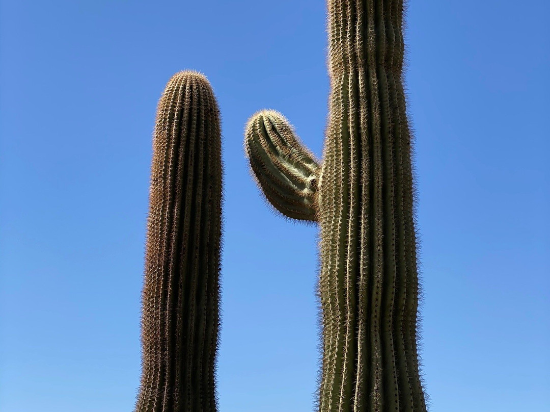 Hunter Trail-Picacho必去景点