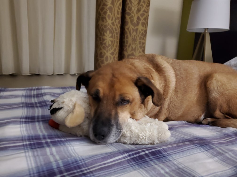 Staybridge Suites Lakeland West By IHG-官方