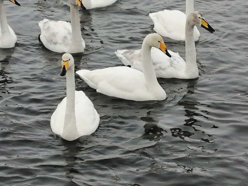 Swan Natural Area景点图片