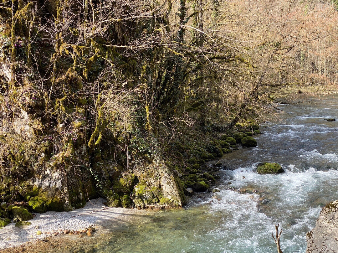 Ritsinskiy Relic National Park景点图片