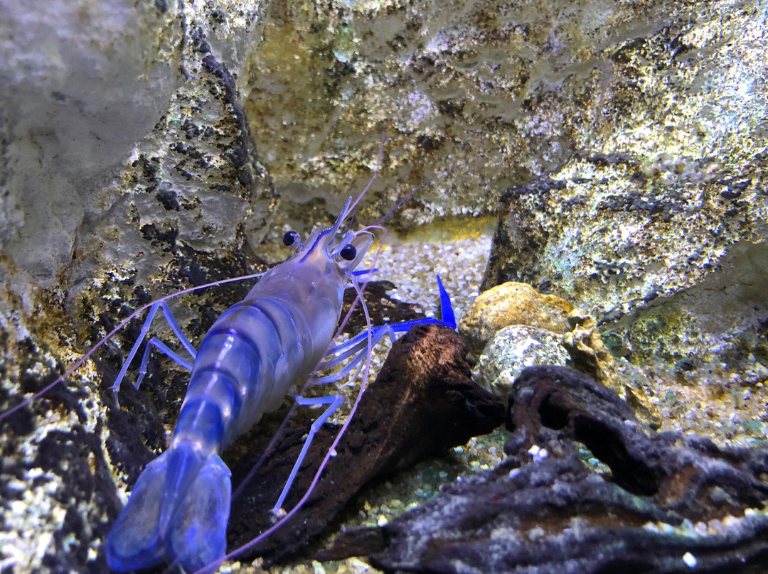 Aquarium de la Guadeloupe-Le Gosier必去景点