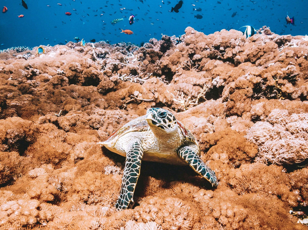 DPM Diving Gili Air景点图片