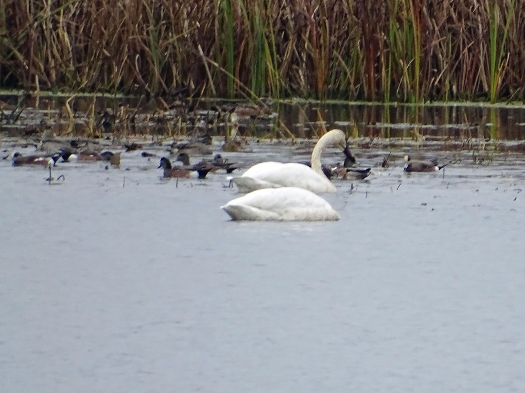 Rieck's Lake Park景点图片