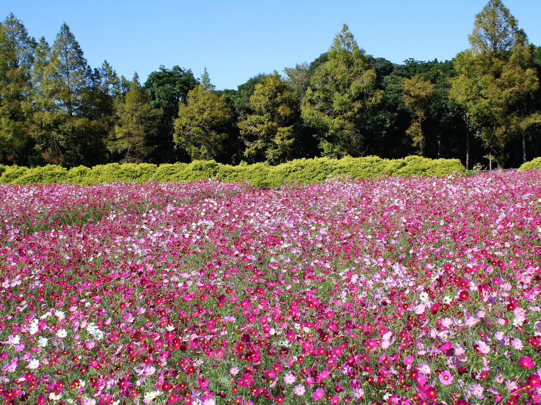 Ikoma Highlands景点图片
