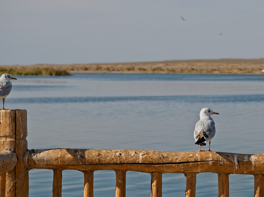 居延海-额济纳旗必去景点