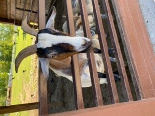 Wagon Trails Animal Park-Vienna必去景点