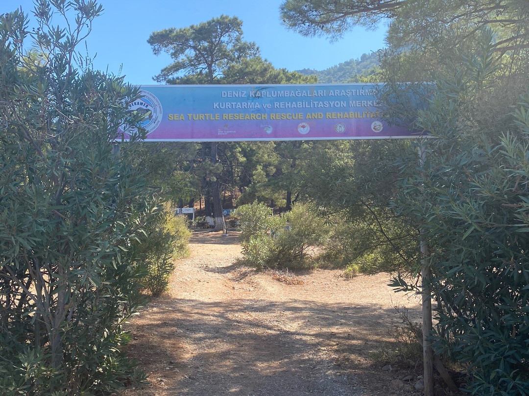 The Kaptan June Sea Turtle Conservation Foundation-达利安必去景点