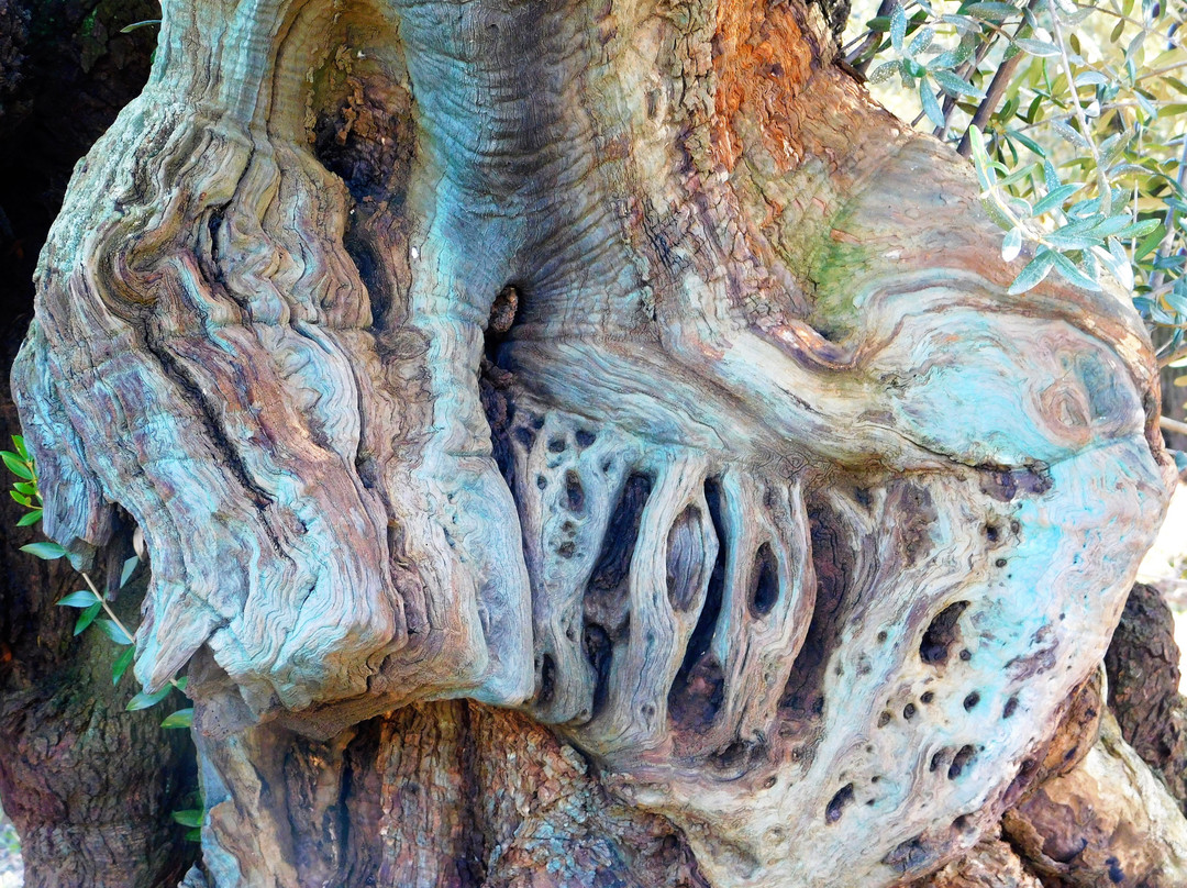 Museu Natural Oliveres Mil·lenàries de l’Arión-Ulldecona必去景点