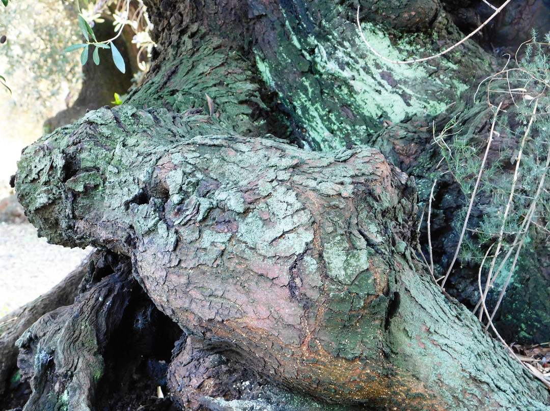 Museu Natural Oliveres Mil·lenàries de l’Arión-Ulldecona必去景点
