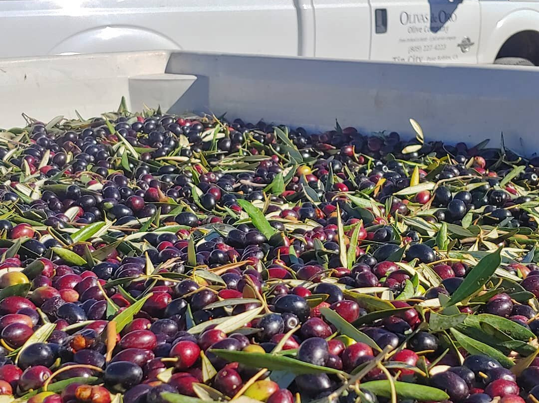 Olivas de Oro Olive Company-帕索罗布尔斯必去景点