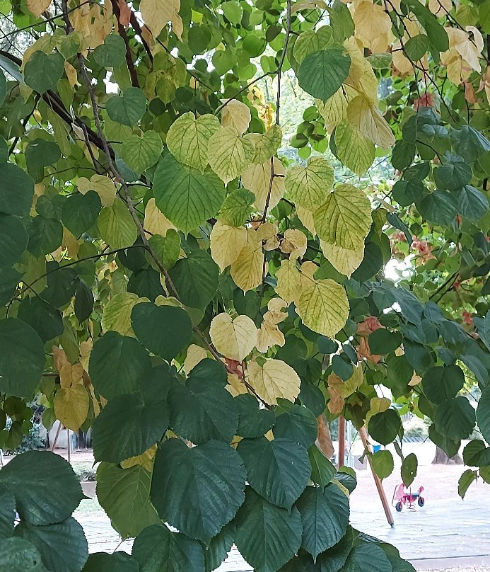 Il Giardinone景点图片