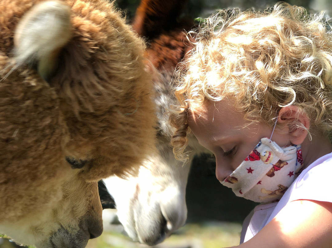 Cape Newagen Alpaca Farm景点图片