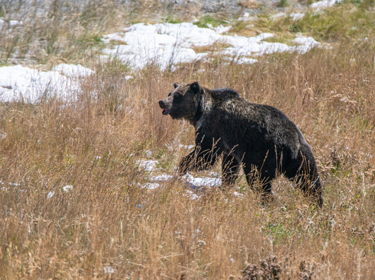 KAR Safaris-西黄石镇必去景点