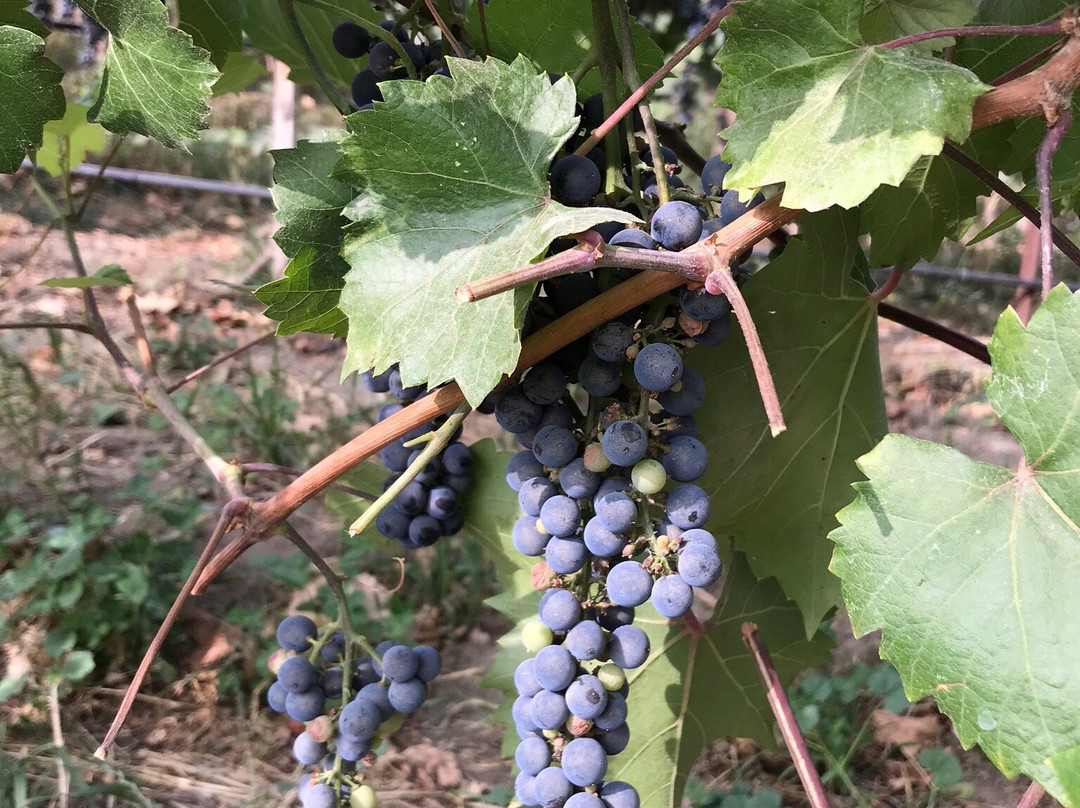 Monte Creek Winery景点图片