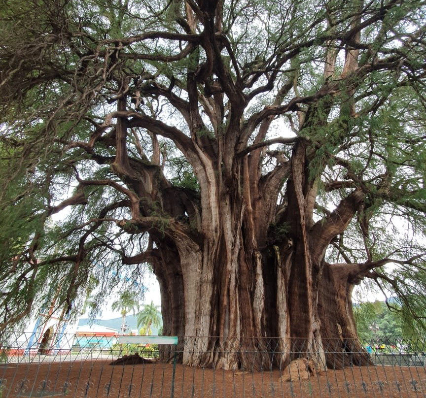 Lescas Co Tours-瓦哈卡必去景点