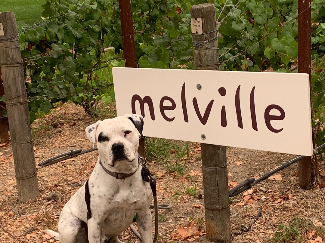 Melville Winery-隆波克必去景点