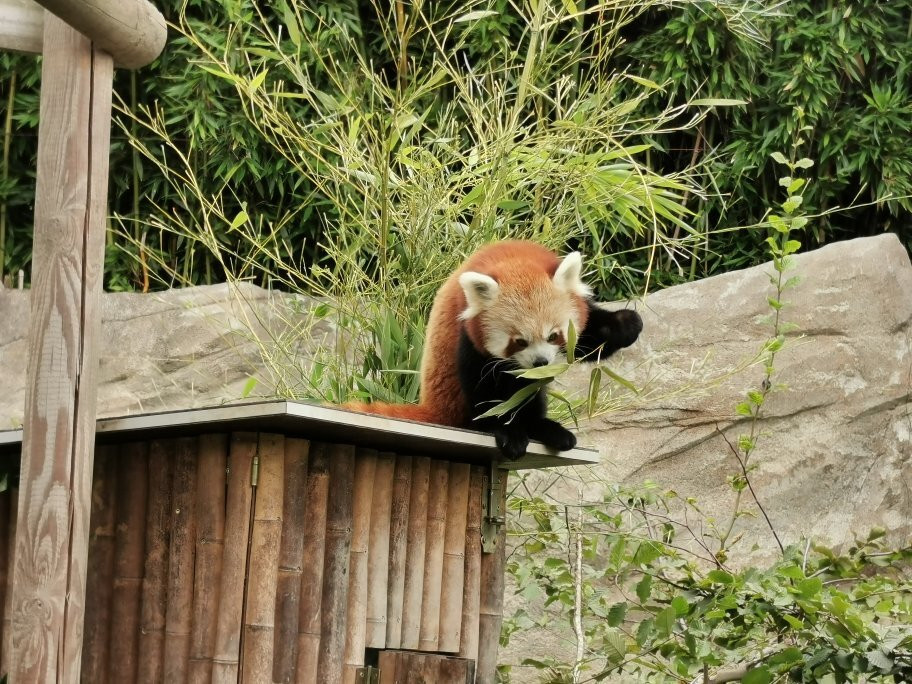 Opel Zoo-陶努斯山区克龙贝格必去景点