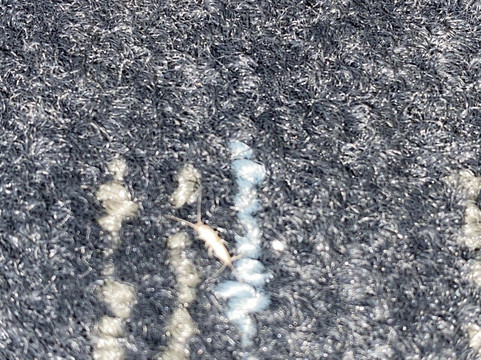 Wingate by Wyndham Mobile主图