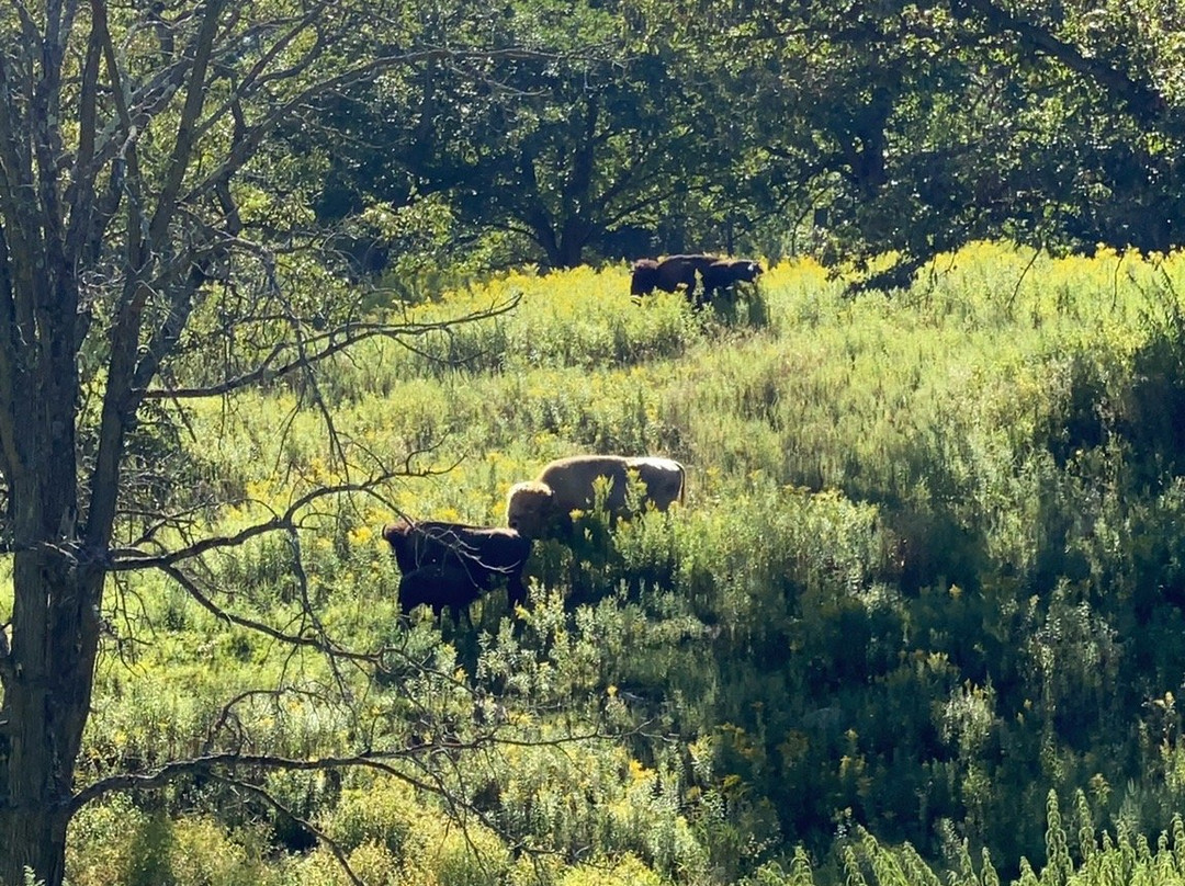 Irvine Park-奇珀瓦福尔斯必去景点