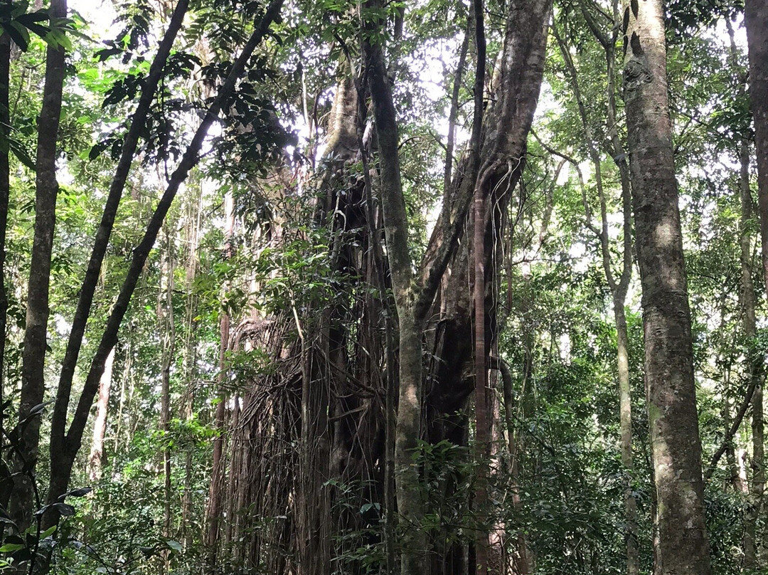 Wongabel State Forest- 阿瑟顿必去景点