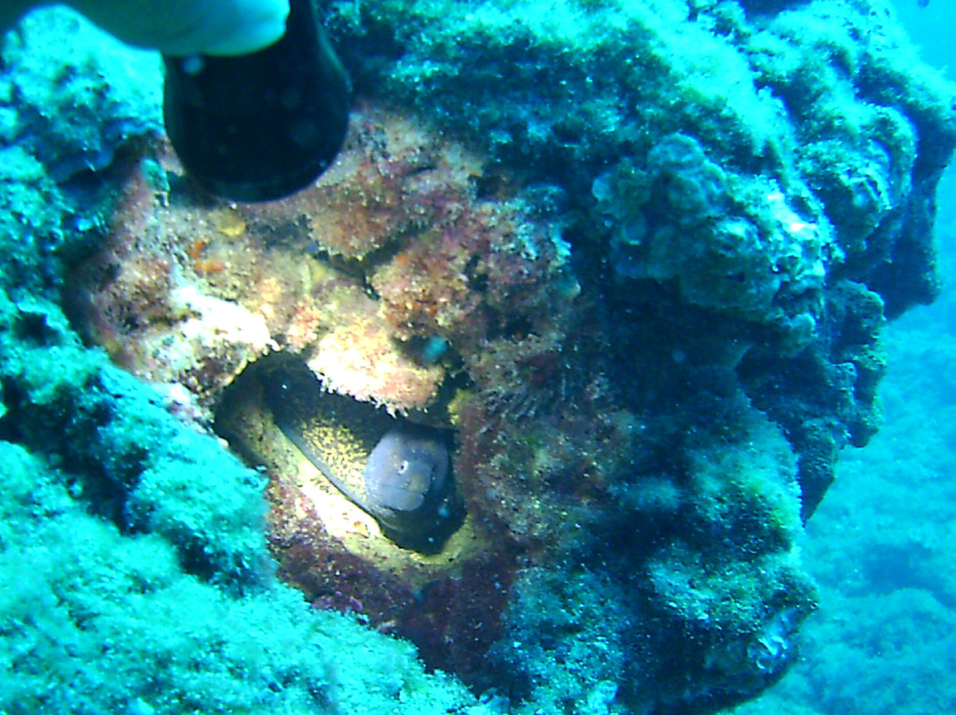 Buceo Cabo la Nao景点图片
