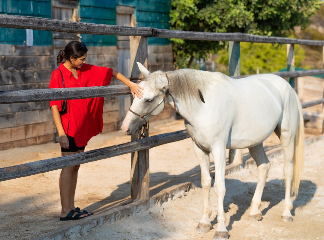 Gregs Spetses Horses-斯派采必去景点