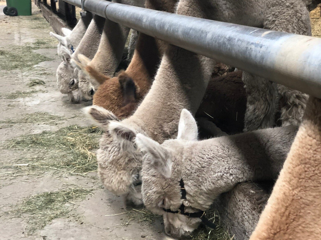 Alpacafarm Vorstenbosch景点图片