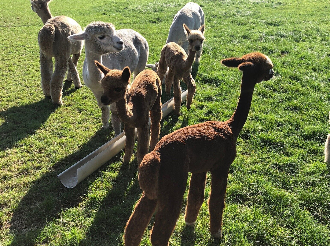 Alpacafarm Vorstenbosch景点图片