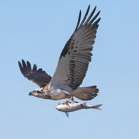 Osprey Environmental Centre Brisbane景点图片