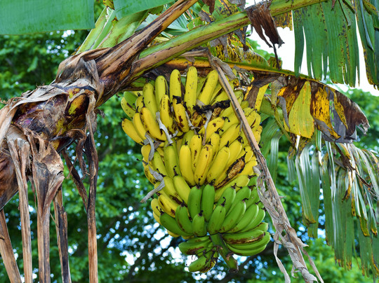 Café San Luis-蒙特沃德必去景点