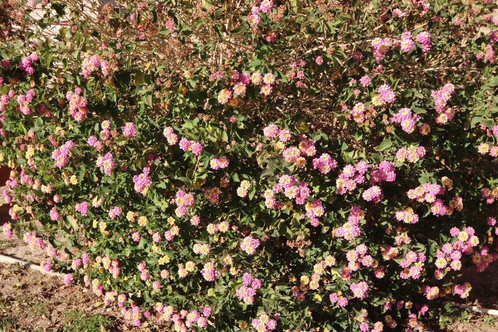 Public Library Casa Grande