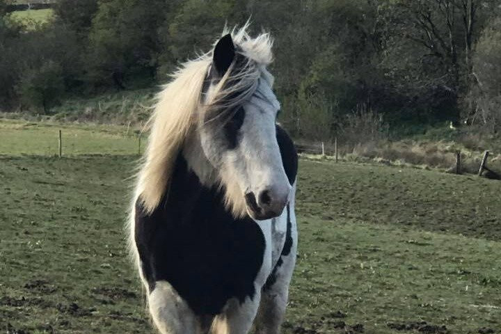 Holymoor Riding School and Hacking Centre景点图片