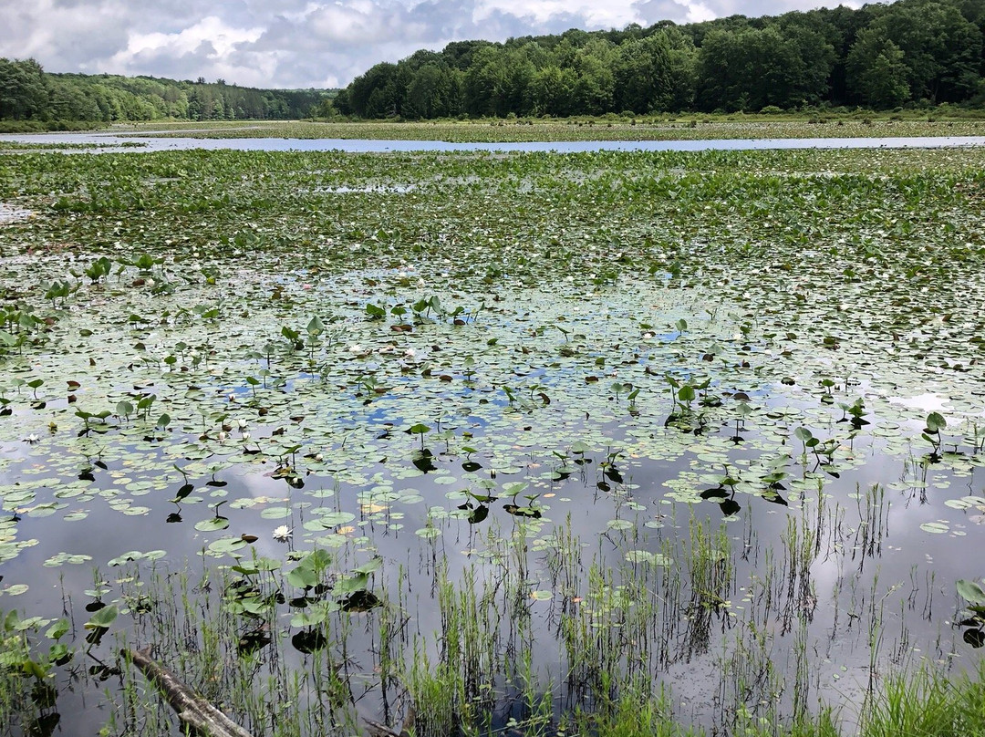 Black Moshannon State Park景点图片