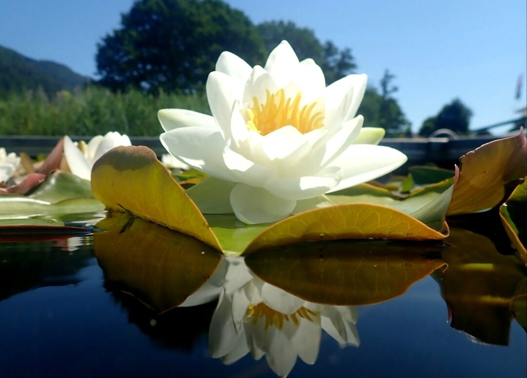 Aparthotel Legendär主图