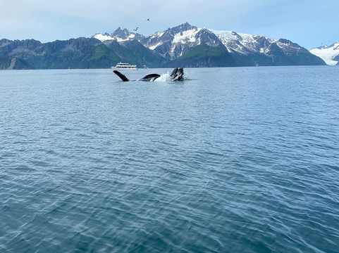 Seward Wildlife Tours-苏厄德必去景点