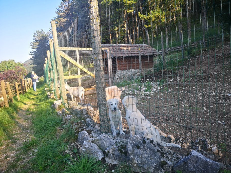 La Fattoria degli Animali景点图片