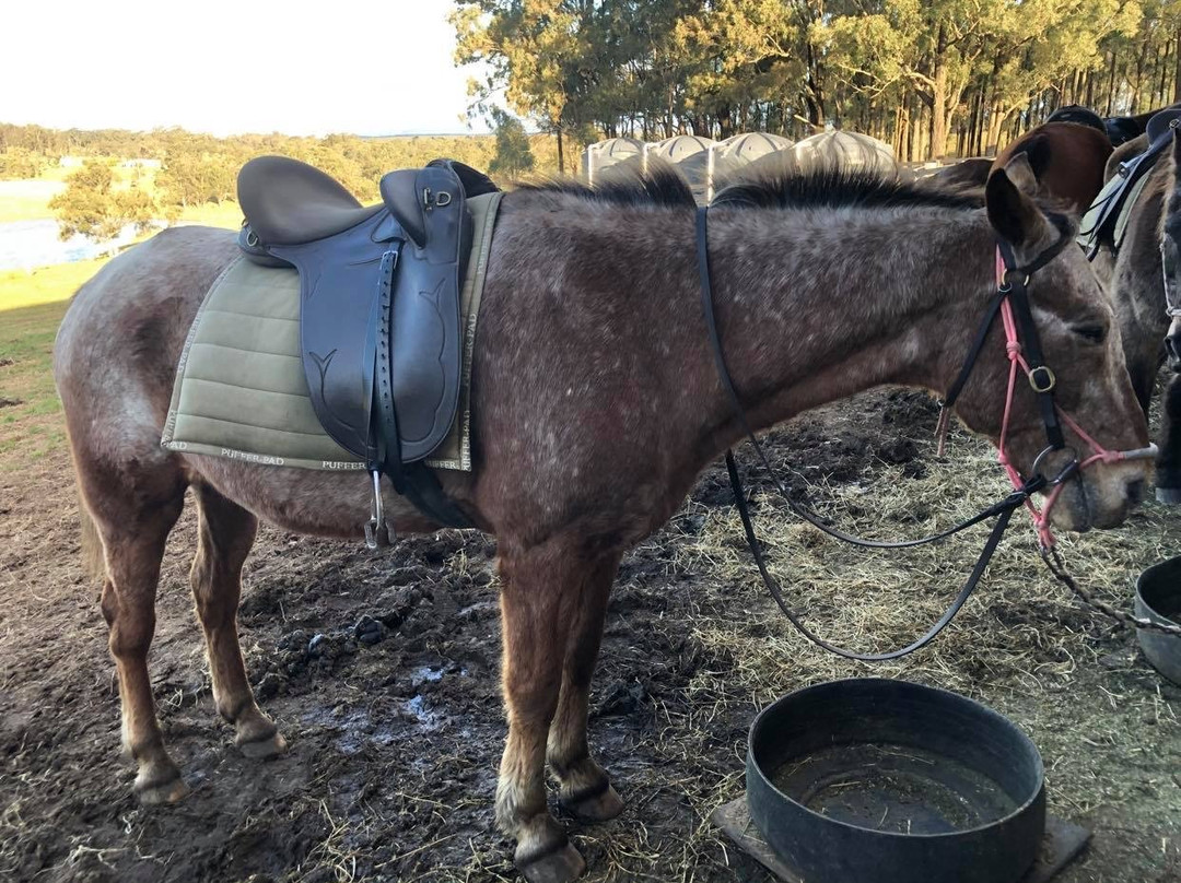 Hunter Valley Horseriding and Adventures景点图片