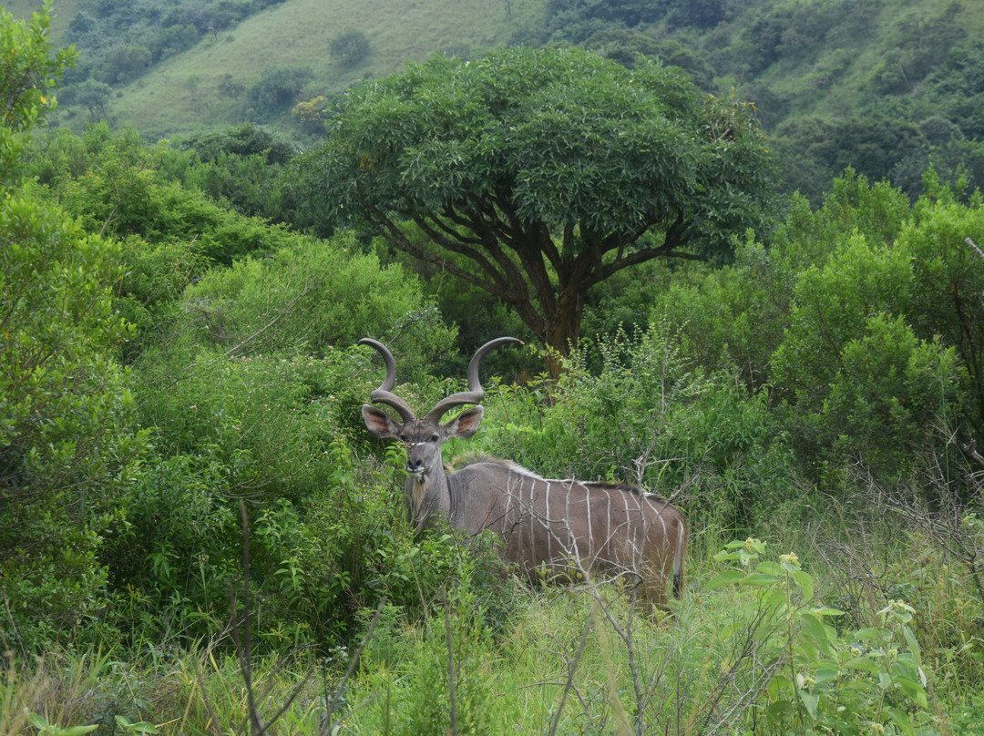 Phezulu Safari Park景点图片